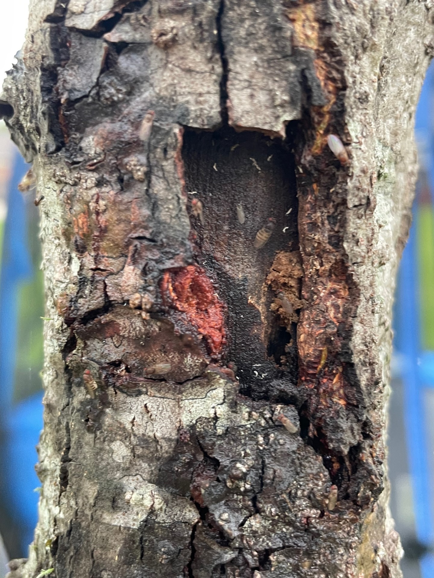 5.14 fig 1 infested tree trunk Eric Veuleman.jpg thumbnail